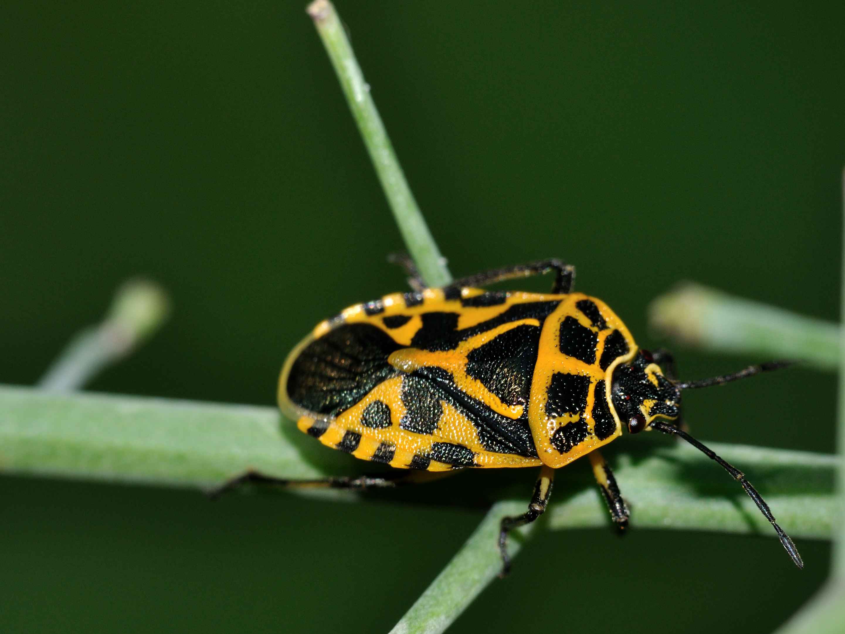 Pentatomidae: Eurydema ventralis dell''Abruzzo (AQ)